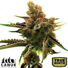 Auto Feminized Seeds
