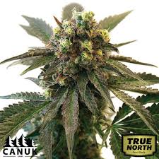 Black Runtz Feminized Seeds