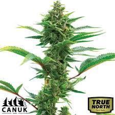 The Toad Feminized Seeds