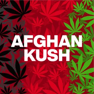 afghan kush