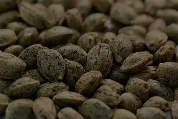 cannabis-seeds-bg-background-pop-up