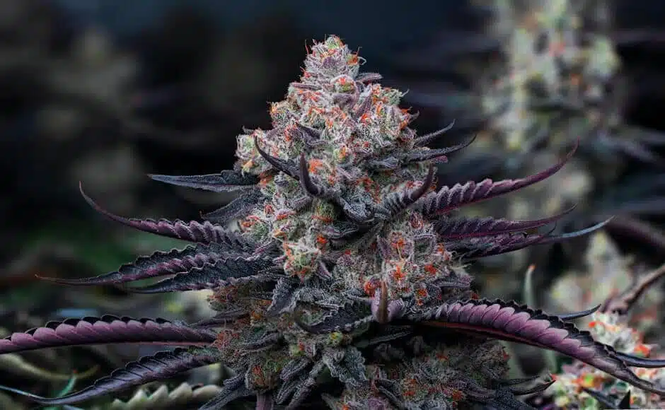 cannabis-seeds-canada