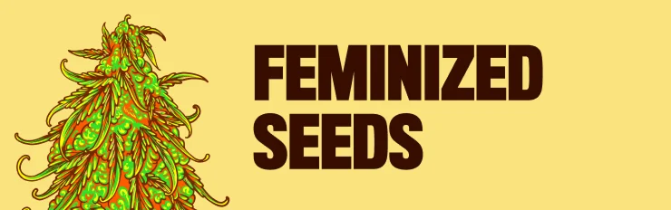 feminized seeds