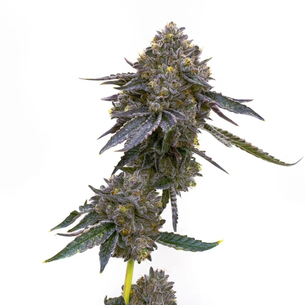 grand_daddy_purple_2