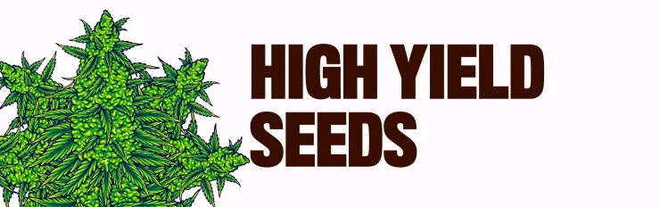high yield seeds