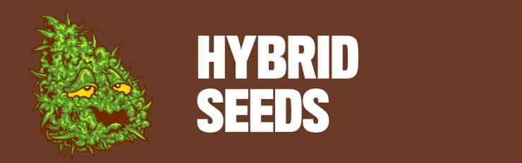 hybrid seeds