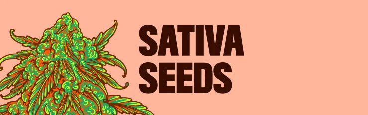 sativa seeds